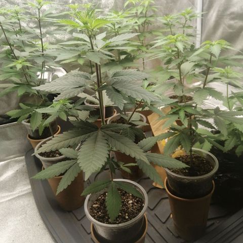 Sour Diesel growlog timeline photo