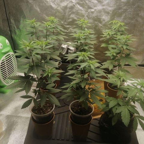 Sour Diesel growlog timeline photo