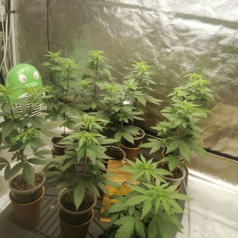 Sour Diesel growlog timeline photo