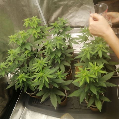 Sour Diesel growlog timeline photo