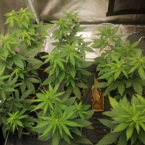 Sour Diesel growlog timeline photo