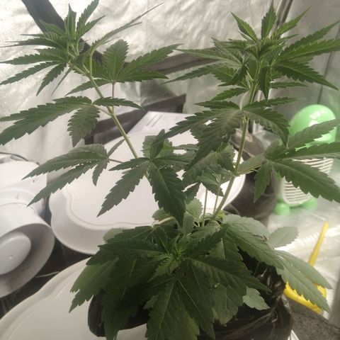 Colt.45​ growlog timeline photo