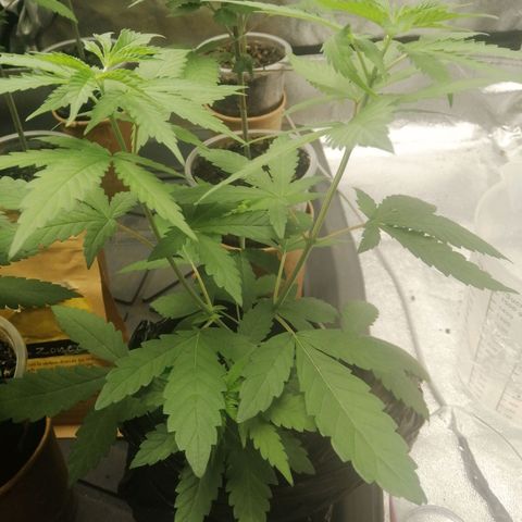 Colt.45​ growlog timeline photo