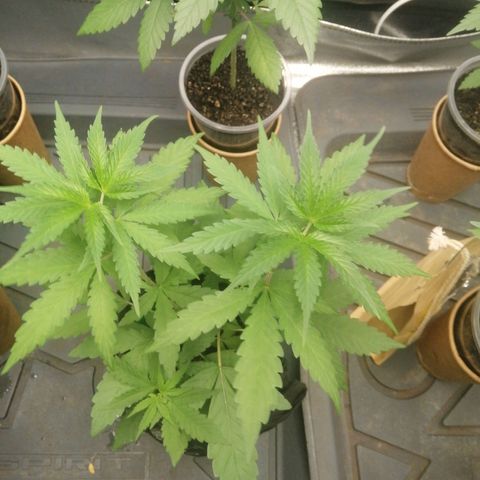 Colt.45​ growlog timeline photo
