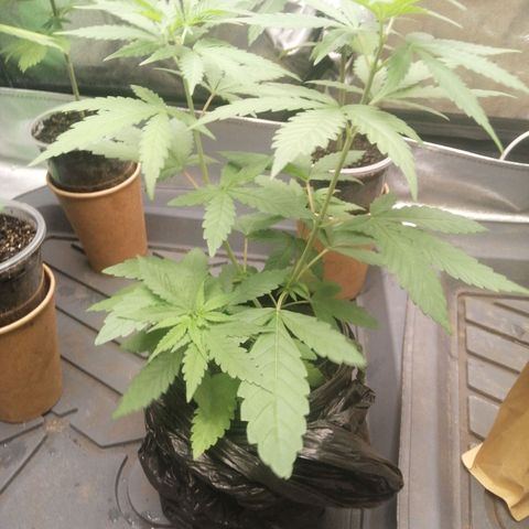 Colt.45​ growlog timeline photo