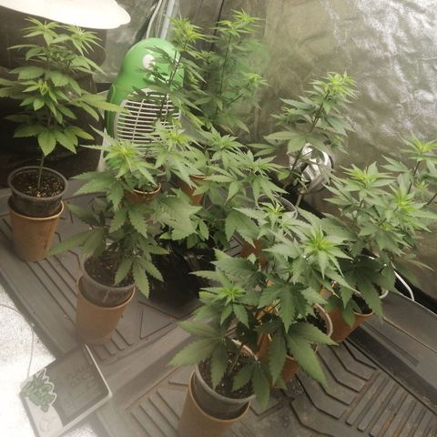 Sour Diesel growlog timeline photo