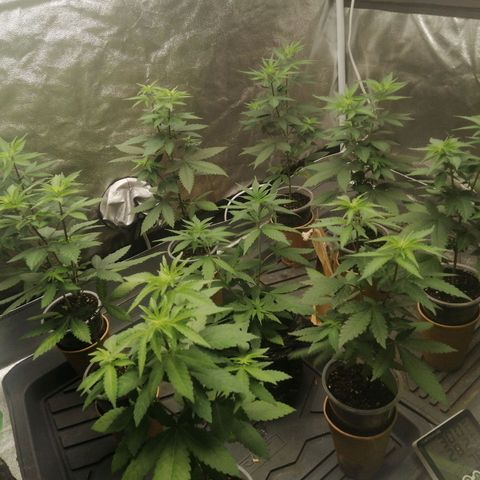 Sour Diesel growlog timeline photo