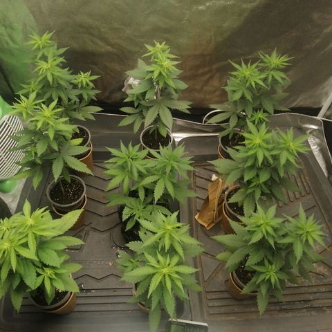 Sour Diesel growlog timeline photo