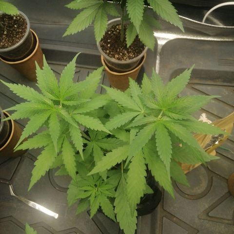 Colt.45​ growlog timeline photo