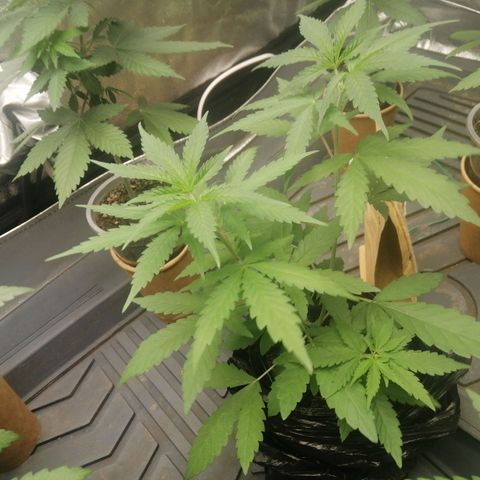 Colt.45​ growlog timeline photo