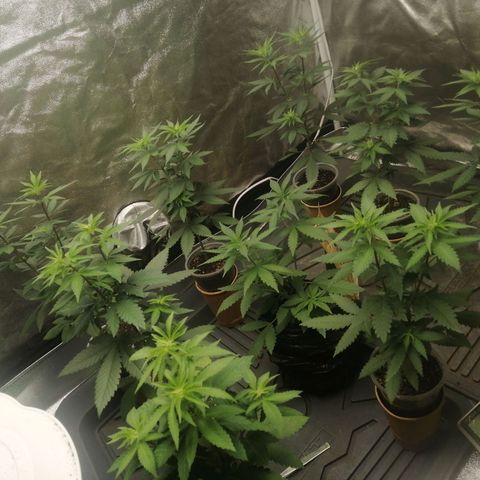 Sour Diesel growlog timeline photo