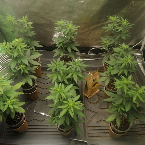 Sour Diesel growlog timeline photo