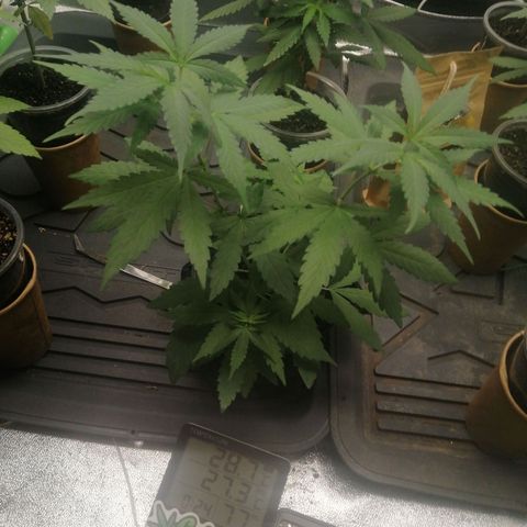 Colt.45​ growlog timeline photo