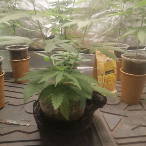 Colt.45​ growlog timeline photo