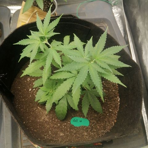 Colt.45​ growlog timeline photo