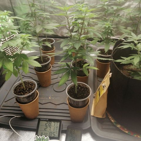Colt.45​ growlog timeline photo