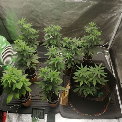 Colt.45​ growlog timeline photo