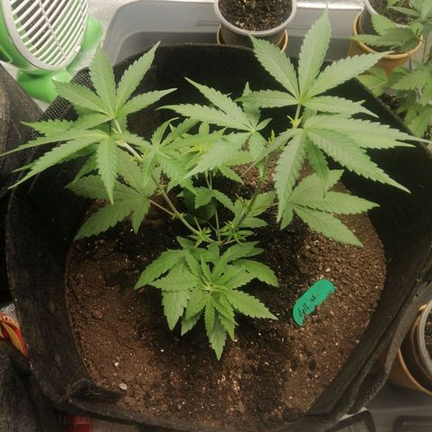 Colt.45​ growlog timeline photo