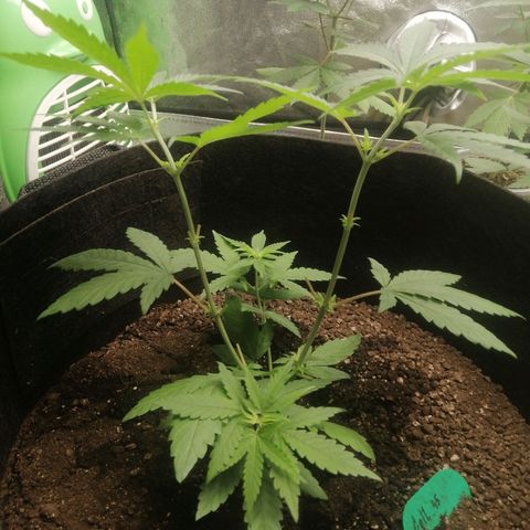 Colt.45​ growlog timeline photo