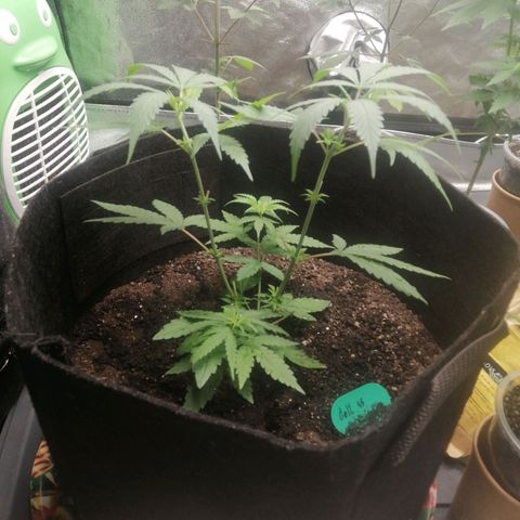 Colt.45​ growlog timeline photo