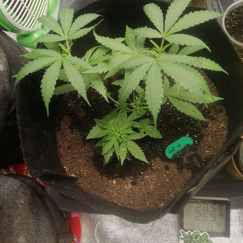 Colt.45​ growlog timeline photo