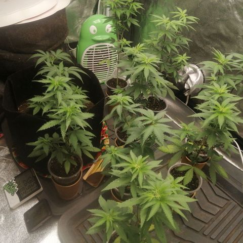 Sour Diesel growlog timeline photo