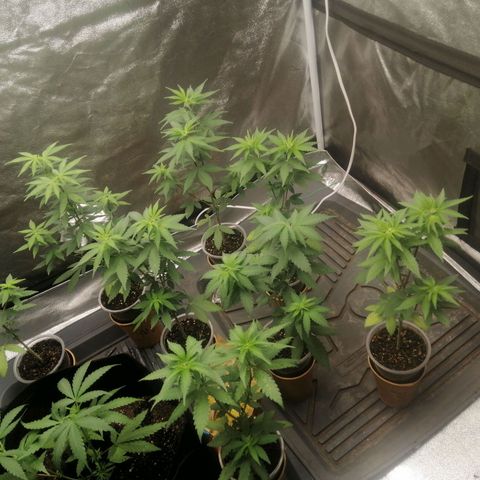 Sour Diesel growlog timeline photo