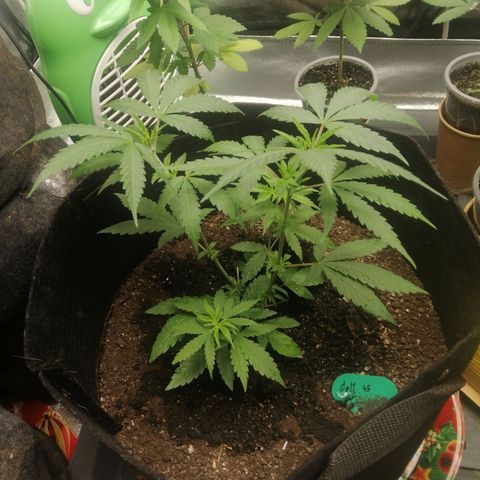 Colt.45​ growlog timeline photo