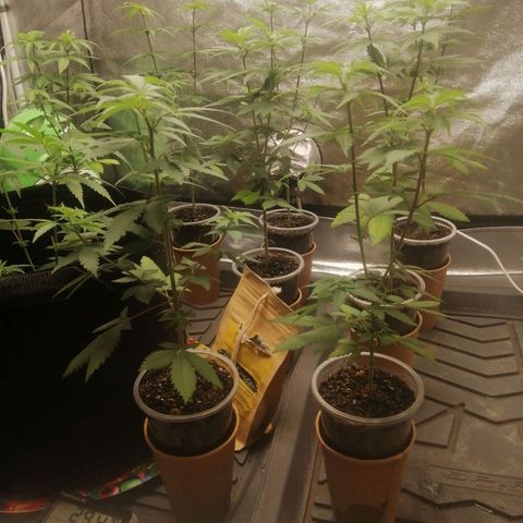 Sour Diesel growlog timeline photo