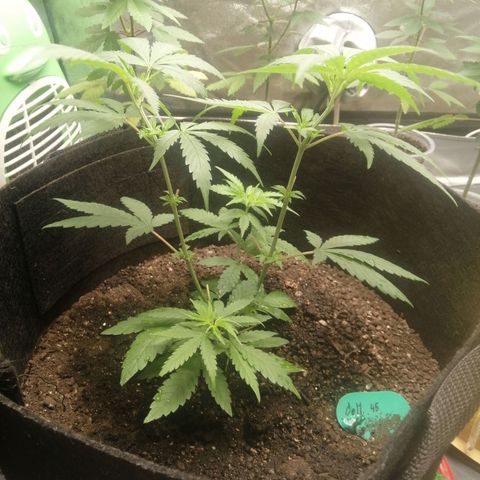 Colt.45​ growlog timeline photo