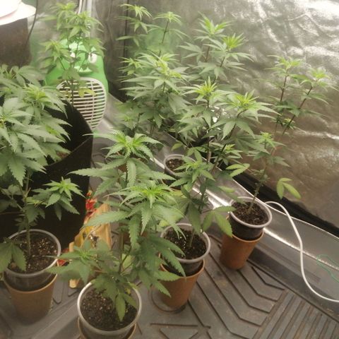 Sour Diesel growlog timeline photo