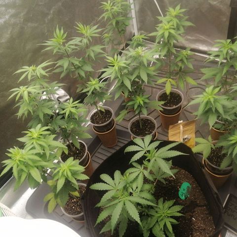 Sour Diesel growlog timeline photo