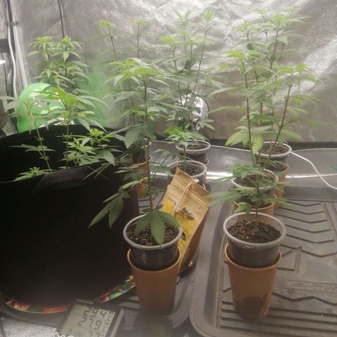 Sour Diesel growlog timeline photo