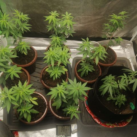 Sour Diesel growlog timeline photo