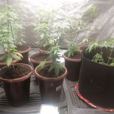 Sour Diesel growlog timeline photo