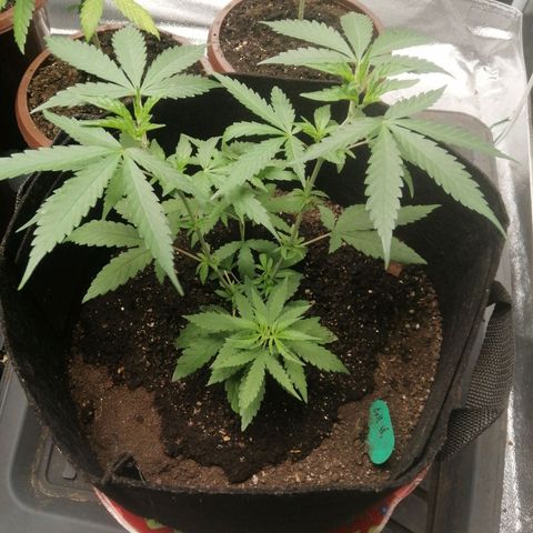 Colt.45​ growlog timeline photo