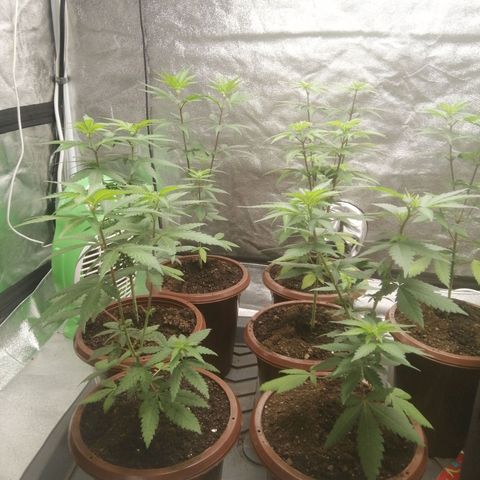 Sour Diesel growlog timeline photo
