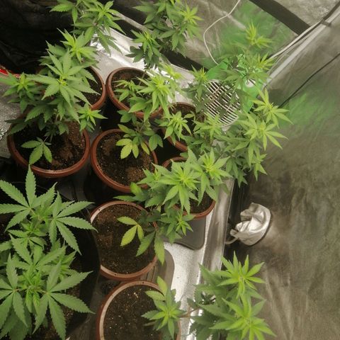 Sour Diesel growlog timeline photo