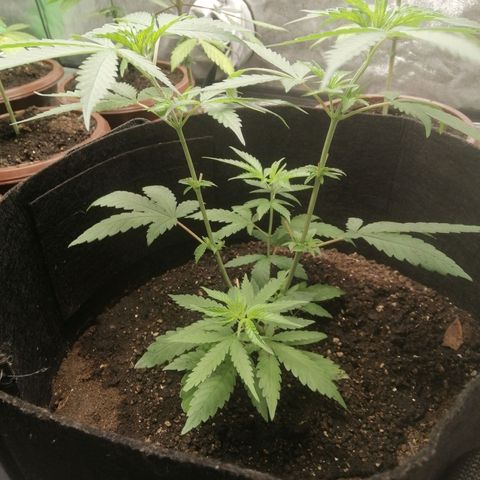 Colt.45​ growlog timeline photo