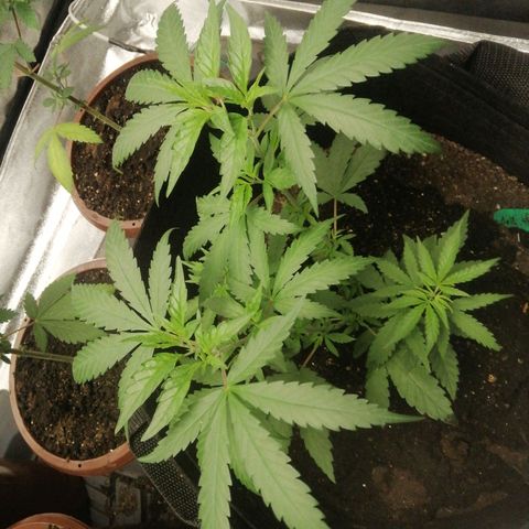 Colt.45​ growlog timeline photo