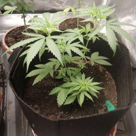 Colt.45​ growlog timeline photo