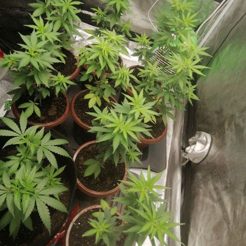 Sour Diesel growlog timeline photo