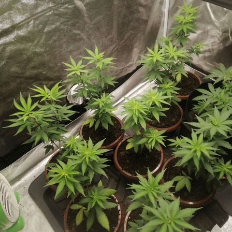 Sour Diesel growlog timeline photo