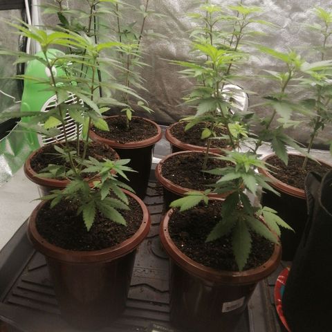 Sour Diesel growlog timeline photo