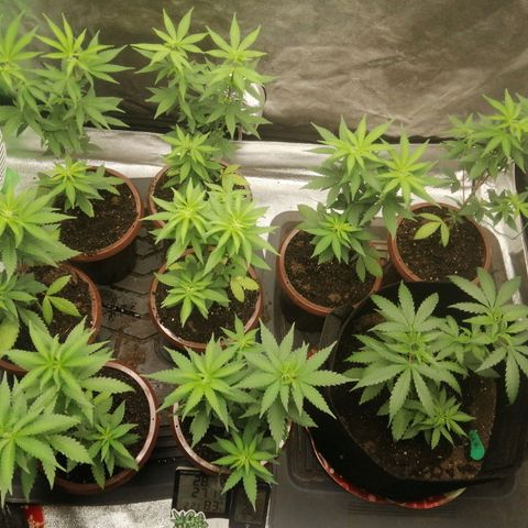 Sour Diesel growlog timeline photo