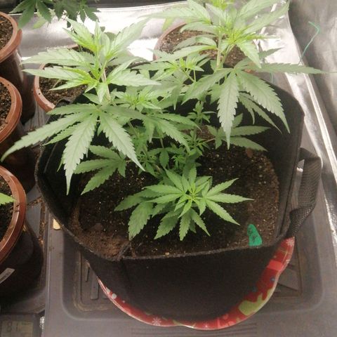 Colt.45​ growlog timeline photo
