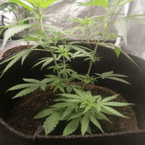 Colt.45​ growlog timeline photo