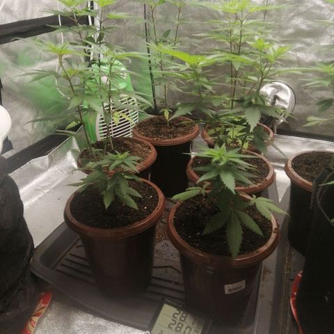 Sour Diesel growlog timeline photo