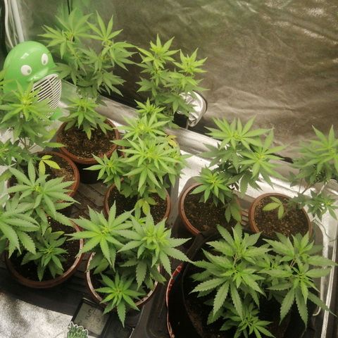 Sour Diesel growlog timeline photo