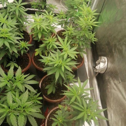Sour Diesel growlog timeline photo